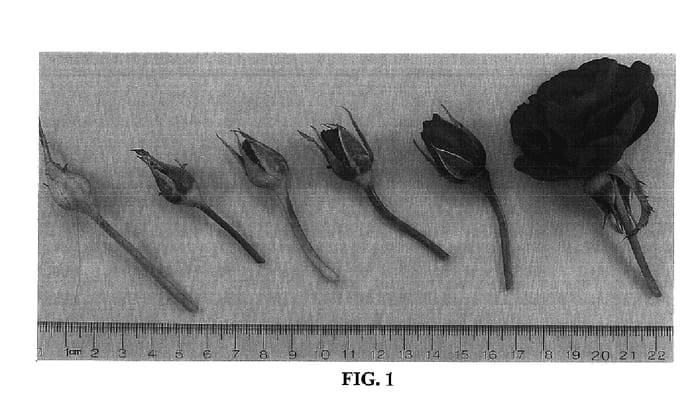 Figure 1 of US plant patent PP15878, the photograph of Meibionel printed in the patent.