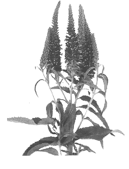 Figure 1 of US plant patent PP15879, the photograph of Aquamarine printed in the patent.