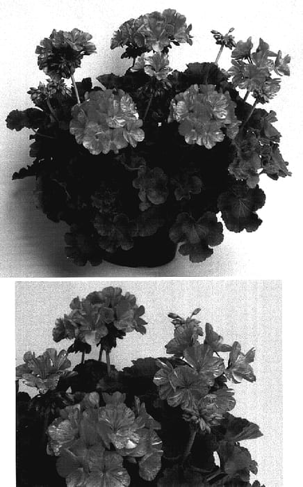 Figure 1 of US plant patent PP15880, the photograph of Amri Conred printed in the patent.