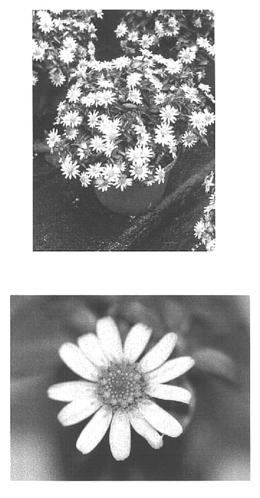 Figure 1 of US plant patent PP15881, the photograph of Wessacomp printed in the patent.