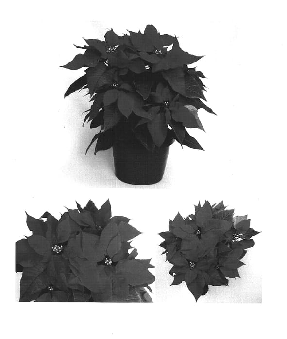 Figure 1 of US plant patent PP15882, the photograph of PER1055 printed in the patent.