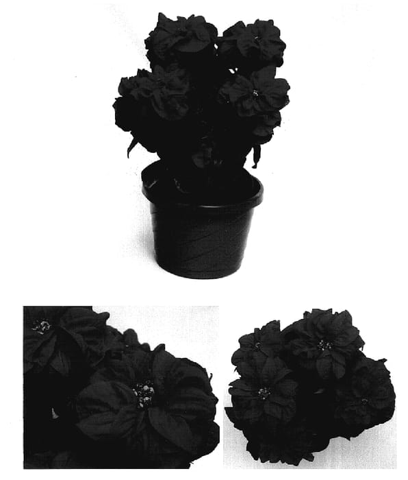 Figure 1 of US plant patent PP15883, the photograph of PER1072 printed in the patent.
