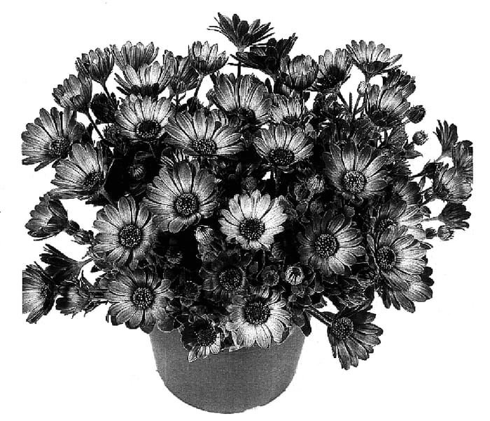Figure 1 of US plant patent PP15884, the photograph of Flobraora printed in the patent.