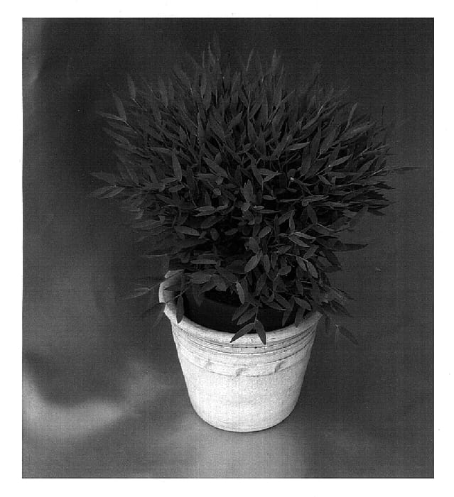 Figure 1 of US plant patent PP15885, the photograph of Deplabun printed in the patent.