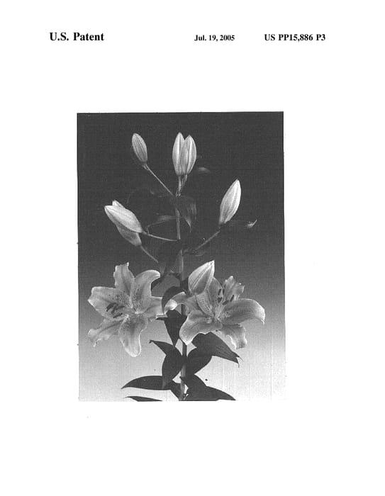 Figure 3 of US plant patent PP15886, the photograph of Lily plant named Sorbonne printed in the patent.