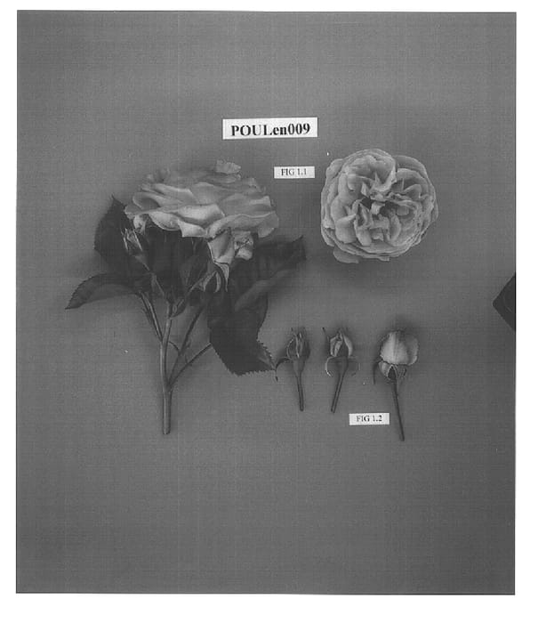 Figure 1 of US plant patent PP15887, the photograph of POULen009 printed in the patent.