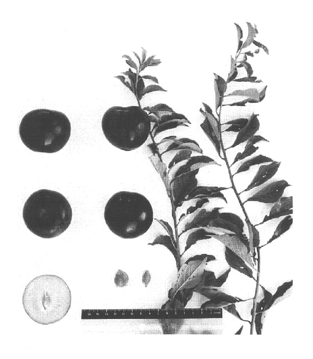 Figure 1 of US plant patent PP15888, the photograph of Suplumtwentyfive printed in the patent.
