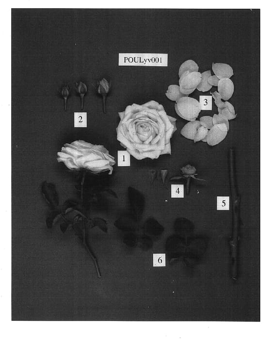 Figure 1 of US plant patent PP15889, the photograph of POULyv001 printed in the patent.
