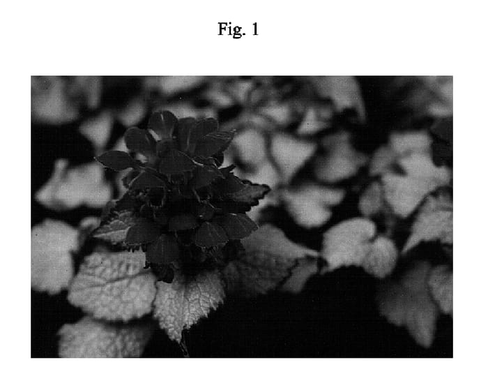 Figure 1 of US plant patent PP15890, the photograph of Purple Dragon printed in the patent.