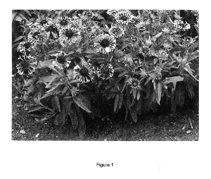 Figure 1 of US plant patent PP15892, the photograph of Fanfare printed in the patent.
