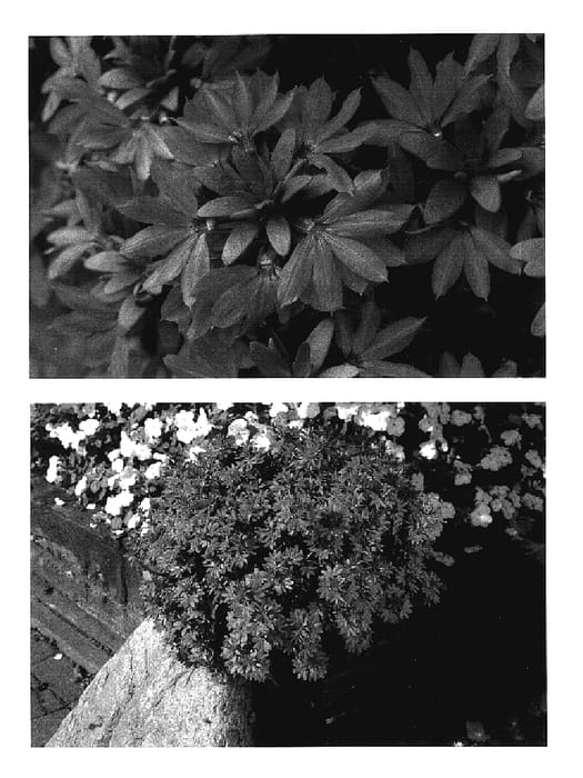 Figure 1 of US plant patent PP15893, the photograph of Wesscaeam printed in the patent.