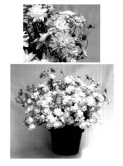 Figure 1 of US plant patent PP15894, the photograph of Supacrest printed in the patent.