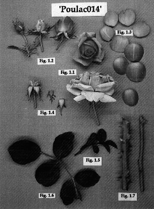 Figure 1 of US plant patent PP15895, the photograph of Poulac014 printed in the patent.