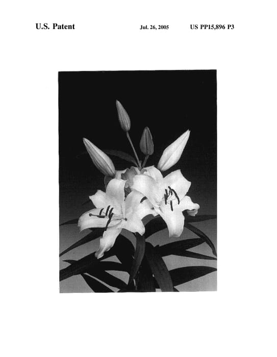 Figure 3 of US plant patent PP15896, the photograph of Simplon printed in the patent.