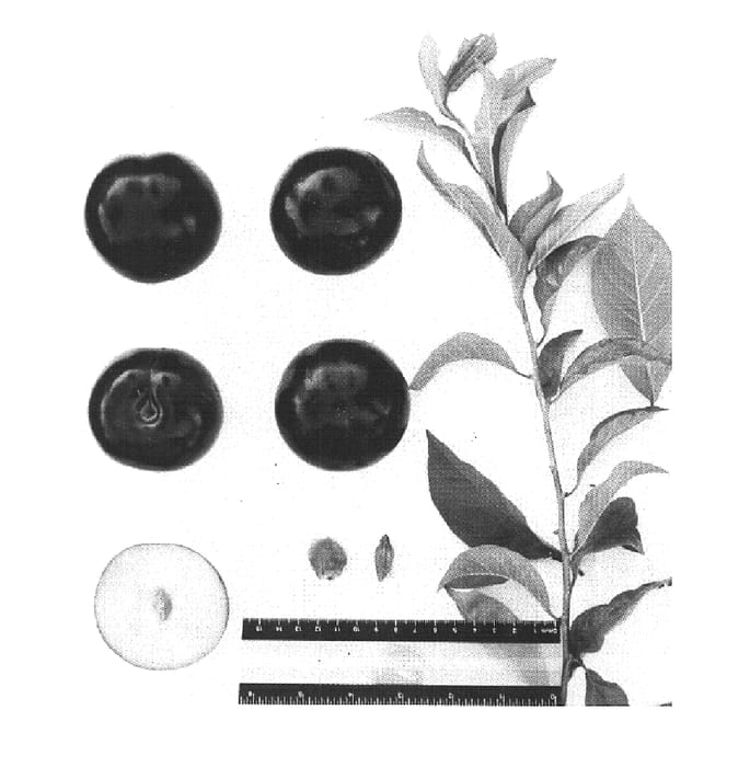Figure 1 of US plant patent PP15897, the photograph of Suplumthirtyfive printed in the patent.