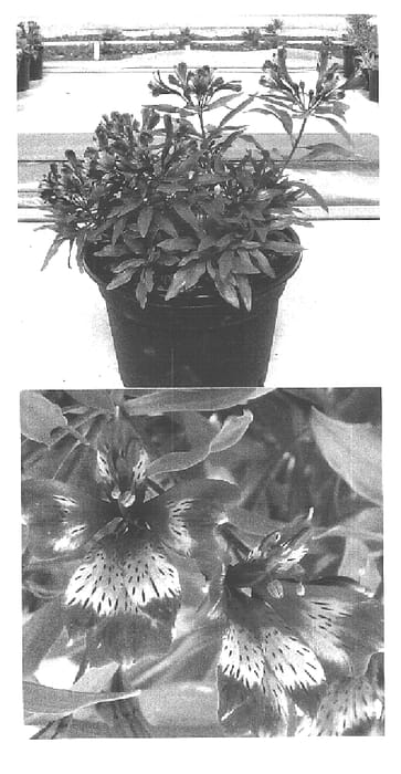 Figure 1 of US plant patent PP15898, the photograph of Koadore printed in the patent.