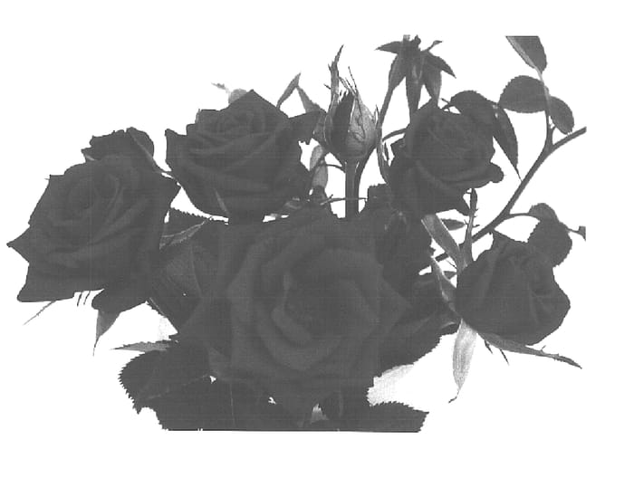 Figure 1 of US plant patent PP15899, the photograph of SAVasalute printed in the patent.