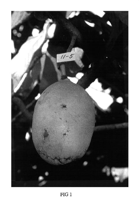 Figure 1 of US plant patent PP15900, the photograph of Levfiv printed in the patent.