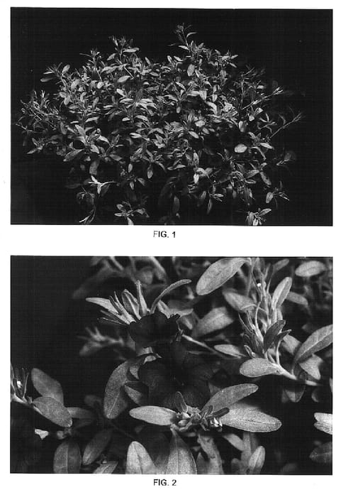 Figure 1 of US plant patent PP15901, the photograph of Kakegawa S45 printed in the patent.