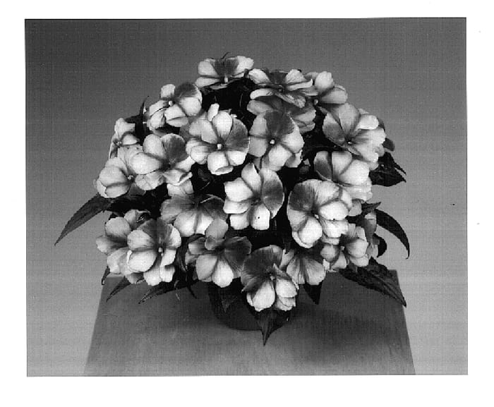 Figure 1 of US plant patent PP15902, the photograph of Fisupnic Chersweet printed in the patent.
