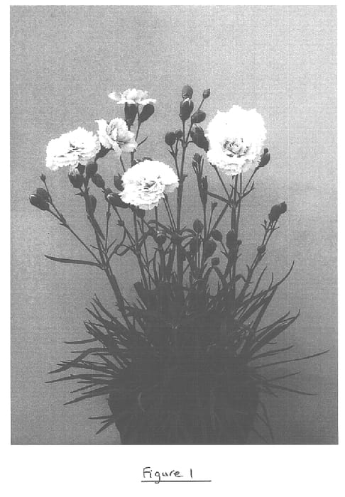 Figure 1 of US plant patent PP15903, the photograph of Devon Flavia printed in the patent.