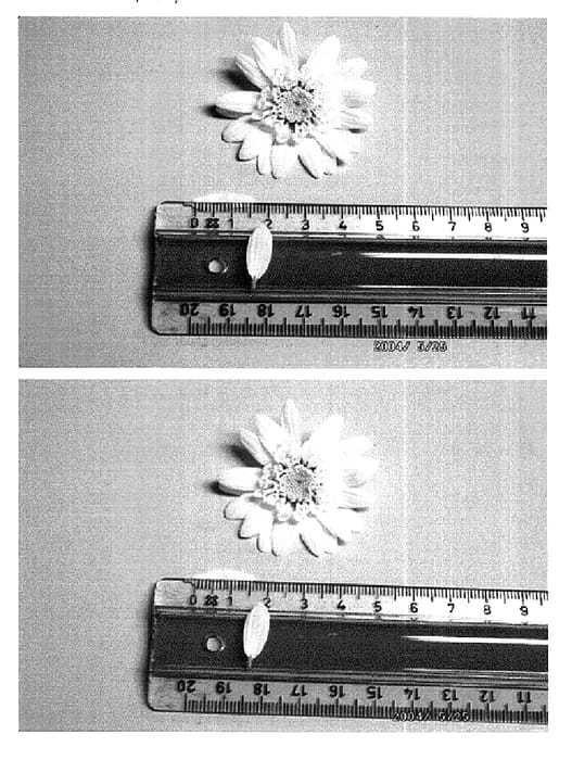 Figure 1 of US plant patent PP15904, the photograph of Argydowitis printed in the patent.