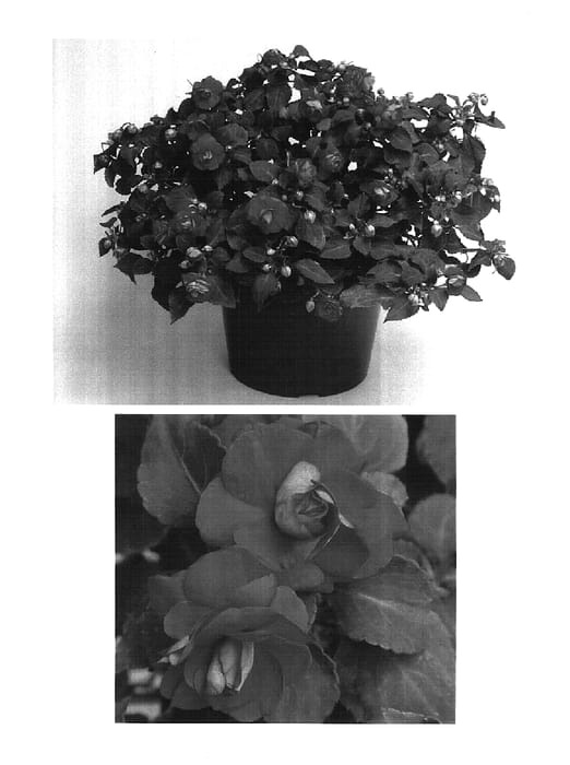 Figure 1 of US plant patent PP15905, the photograph of Didi Chered printed in the patent.