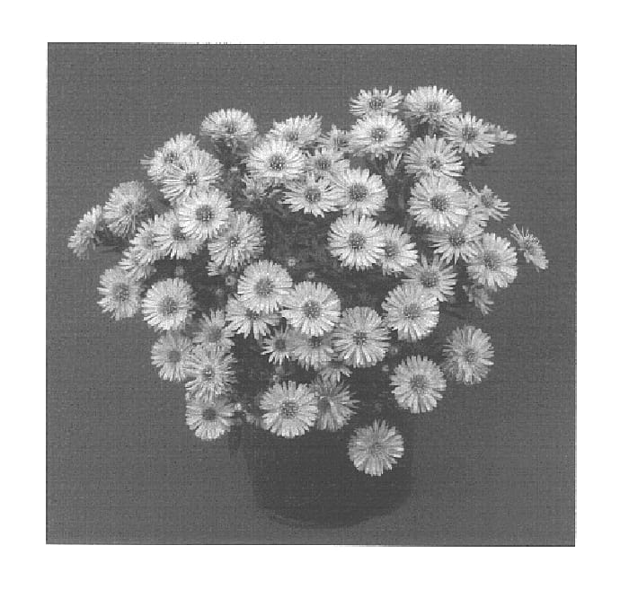 Figure 1 of US plant patent PP15906, the photograph of Yodragon printed in the patent.