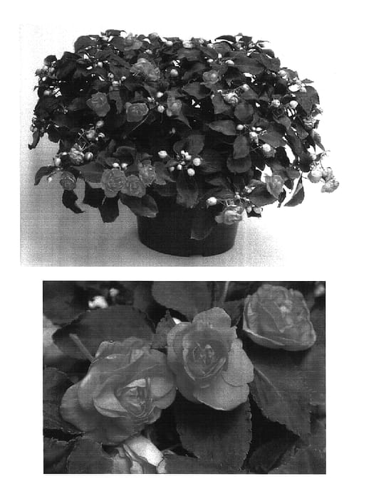 Figure 1 of US plant patent PP15908, the photograph of Didi Salmon Two printed in the patent.
