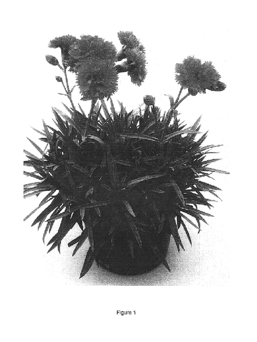 Figure 1 of US plant patent PP15909, the photograph of Devon Elise printed in the patent.