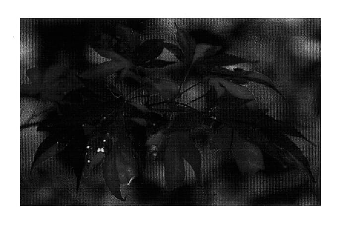 Figure 1 of US plant patent PP15910, the photograph of Fujinami Nishiki printed in the patent.