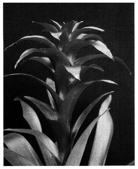 Figure 1 of US plant patent PP15911, the photograph of Combi printed in the patent.