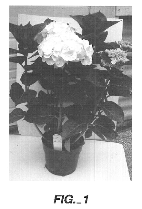 Figure 1 of US plant patent PP15912, the photograph of White Robe printed in the patent.