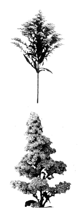 Figure 1 of US plant patent PP15913, the photograph of Pluton printed in the patent.