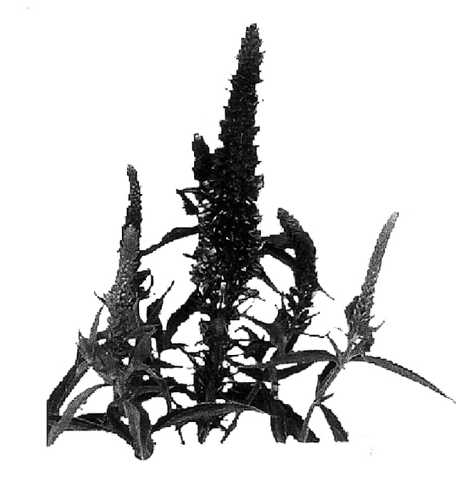 Figure 1 of US plant patent PP15914, the photograph of Amethyst printed in the patent.