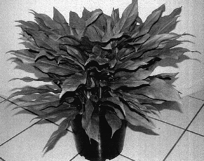 Figure 1 of US plant patent PP15915, the photograph of Sterling printed in the patent.