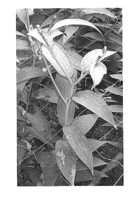 Figure 1 of US plant patent PP15916, the photograph of Miss Lucy printed in the patent.