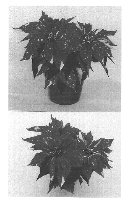 Figure 1 of US plant patent PP15917, the photograph of PER5499 printed in the patent.