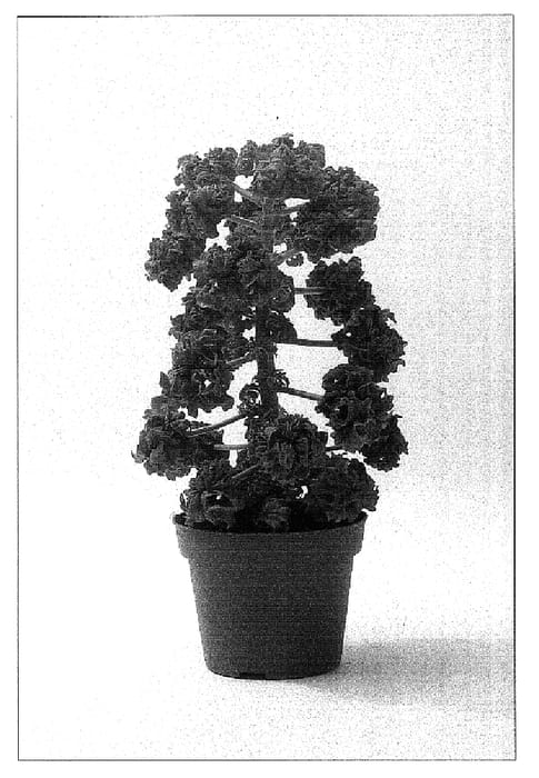 Figure 1 of US plant patent PP15918, the photograph of Bontrosai printed in the patent.