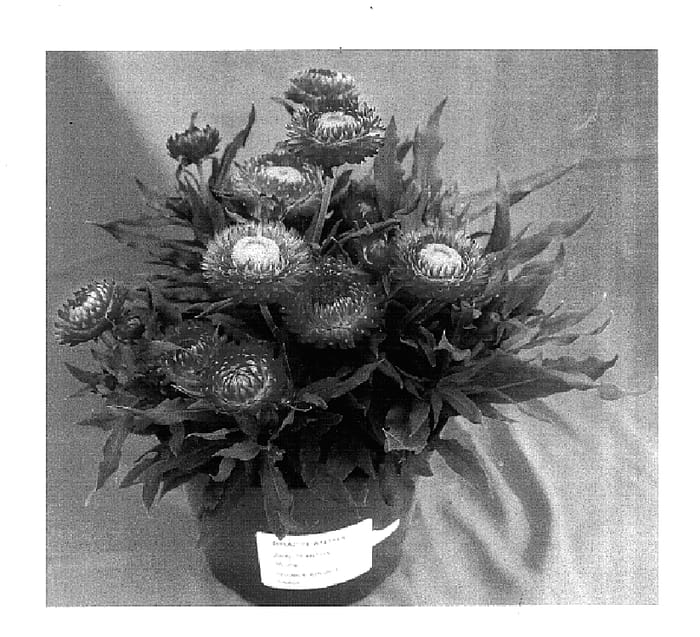 Figure 1 of US plant patent PP15919, the photograph of Flobrabri printed in the patent.
