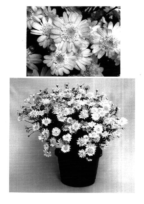 Figure 1 of US plant patent PP15920, the photograph of Supacre printed in the patent.