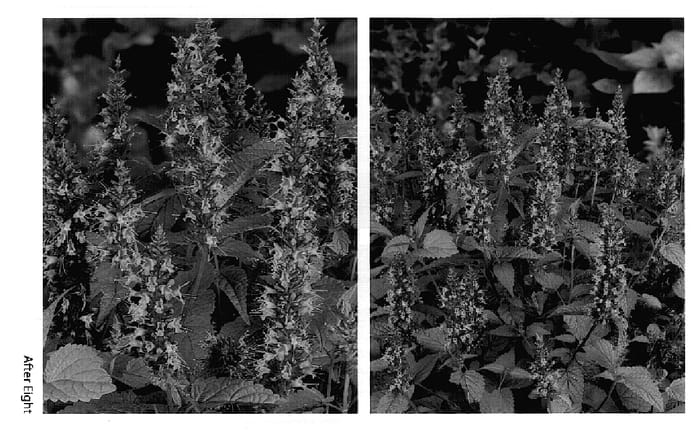 Figure 1 of US plant patent PP15921, the photograph of After Eight printed in the patent.