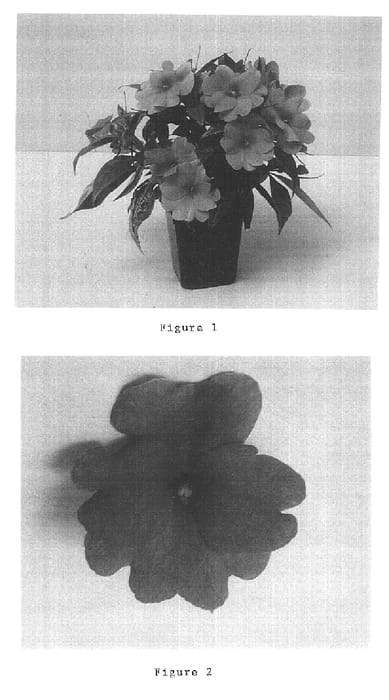 Figure 1 of US plant patent PP15922, the photograph of Balcebpiel printed in the patent.