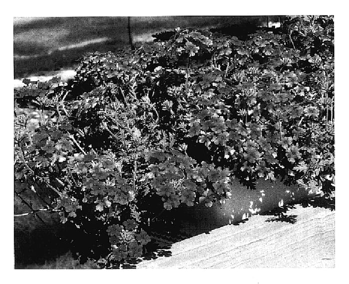 Figure 1 of US plant patent PP15923, the photograph of Kleve03327 printed in the patent.