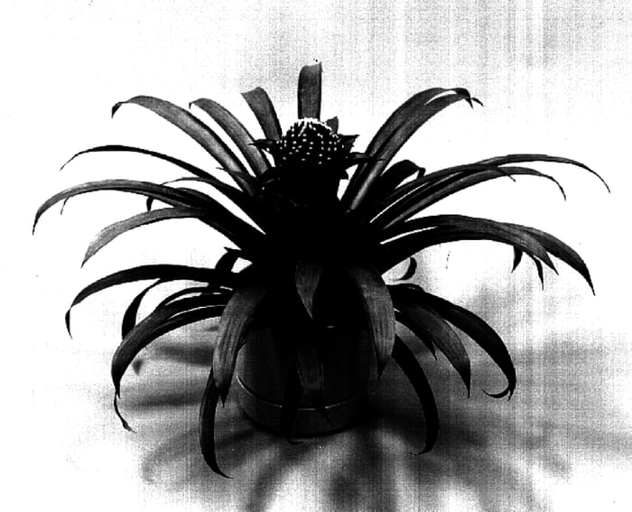 Figure 1 of US plant patent PP15924, the photograph of Holiday printed in the patent.