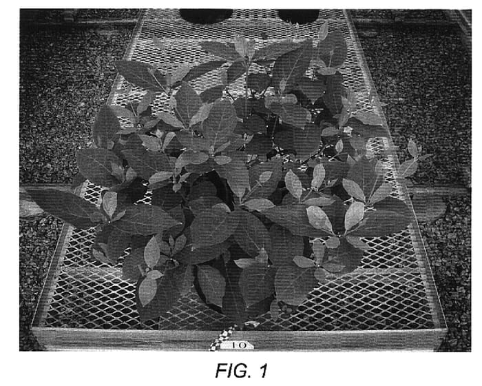 Figure 1 of US plant patent PP15925, the photograph of Venus printed in the patent.