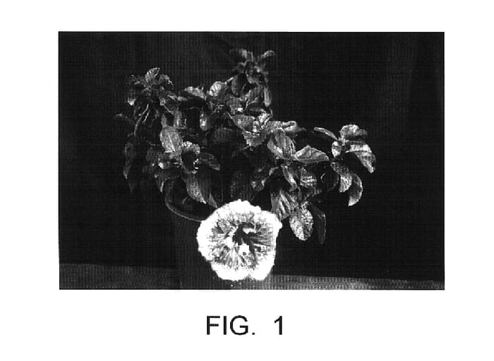 Figure 1 of US plant patent PP15926, the photograph of Smiley Face printed in the patent.