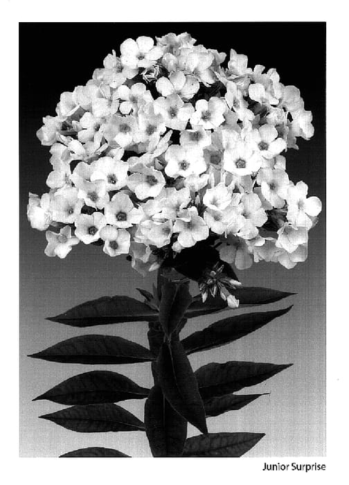 Figure 1 of US plant patent PP15927, the photograph of Junior Surprise printed in the patent.