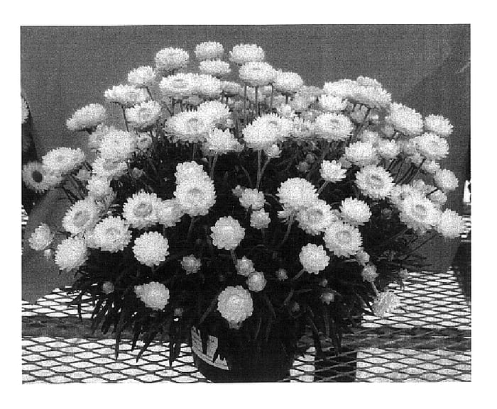 Figure 1 of US plant patent PP15928, the photograph of Flobragbi printed in the patent.