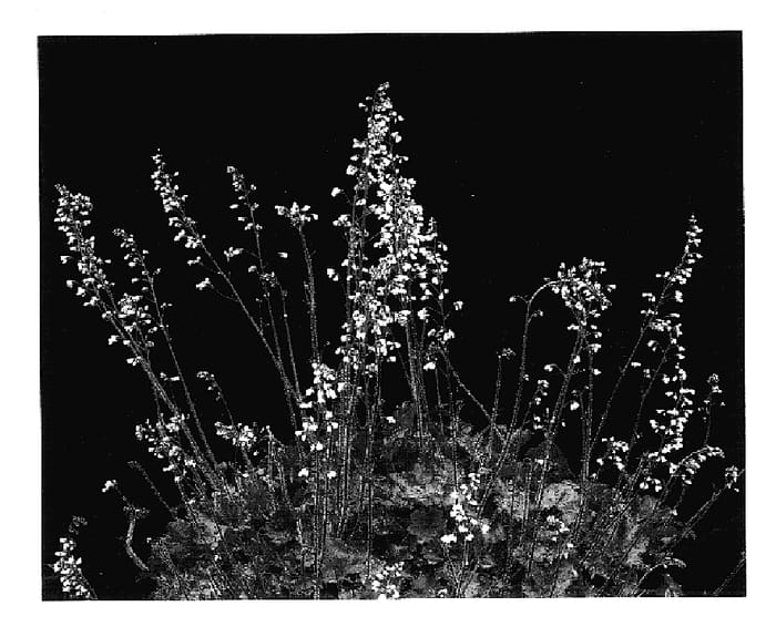 Figure 1 of US plant patent PP15929, the photograph of City Lights printed in the patent.